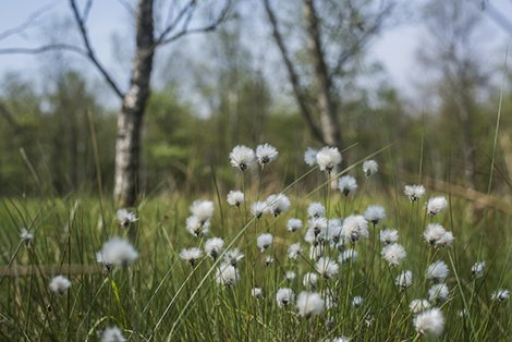 Kæruld i Malmmosen